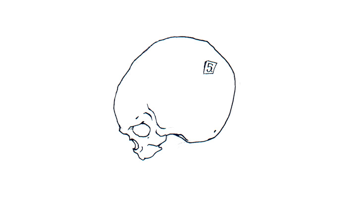 Skulls
